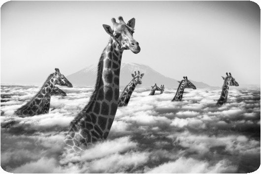 Thomas Subtil - Hakuna Matata - Safari Kenya 1