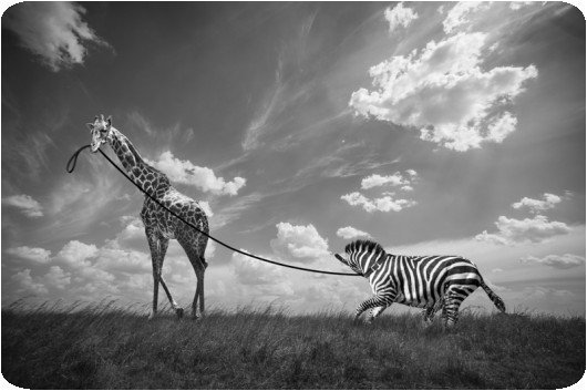 Thomas Subtil - Hakuna Matata - Safari Kenya 2