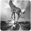 Le safari magique de Thomas Subtil ! » Thomas Subtil - Hakuna Matata - Safari Kenya 10