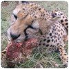 Photo du Kenya (12) » Le guépard...
