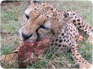 Le guépard...