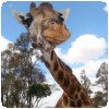 Et une photo de giraffe du Giraffe Centre !!! » Le Giraffe Centre à Nairobi
