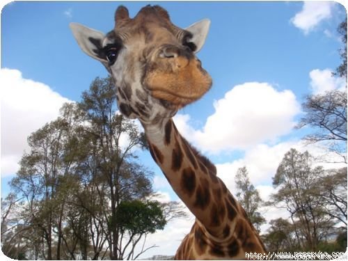 Le Giraffe Centre à Nairobi