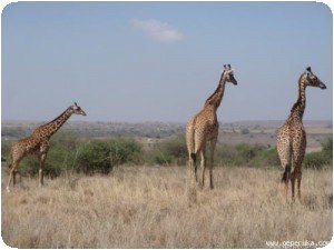 Trois girafes à Nairobi