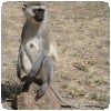 Un singe vervet qui attend de la nourriture à Nairobi
