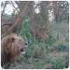 STOP, un lion (à deux mètres de nous, sous la pluie)
