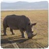 Le dernier rhino (avant de partir). Il était juste derrière nous !