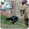 Nouvelles de Nairobi (Kenya) » Violences...