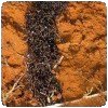 Mangés par des fourmis… » Siafu construisant un tunnel