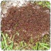 Mangés par des fourmis… » Siafu - la fourmi safari