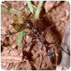Mangés par des fourmis… » Siafu - Le soldat