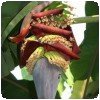 Fruits de la passion, bananes, papayes et autres… » Le bananier
