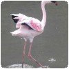 Le Kenya à l’honneur (3): Les ailes pourpres, le mystère des flamants » Un flamant rose au lac Natron