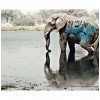 Deux animaux de la savanne tagués ! » Un graffiti sur un élephant (Kenya)