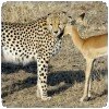 Photo safari insolite: guépards et impala ! » Guépard et impala.... 