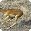Photo safari insolite: guépards et impala ! » Guépard et impala.... 