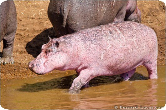 Hippopotame rose / albinos