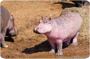 Hippopotame rose / albinos