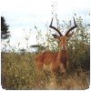 Photo du Kenya (14) » Photo d'impala prise au parc de Nairobi