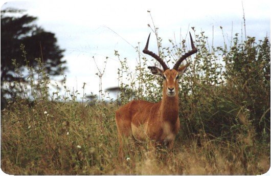 Photo d'impala prise au parc de Nairobi