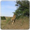 Lion au Maasai Mara (Kenya)