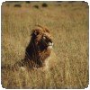 Lion au Maasai Mara
