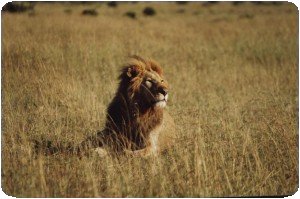 Lion au Maasai Mara