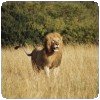Photo du Kenya (11) » Lion au Maasai Mara