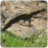 Un python qui mange un impala ! » Un python au parc de Nairobi