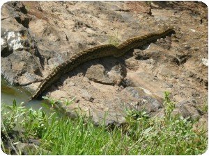 Un python au parc de Nairobi