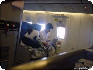 Un panda en 1ère classe