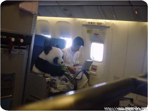 Un panda en 1ère classe