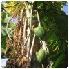 Fruits de la passion, bananes, papayes et autres… » La papaye