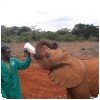 Elephanteau buvant un biberon