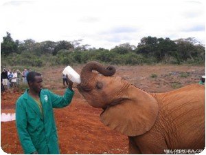 Elephanteau buvant un biberon