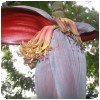 Fruits de la passion, bananes, papayes et autres… » Fleur de banane