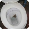 Eine kleine probleme… » Crapaud dans les toilettes