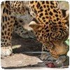 Un rat et un léopard qui partagent un repas !! » Le léopard pousse le rat !!