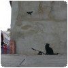 Banksy - Ratapult