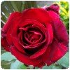 Rose rouge du Kenya