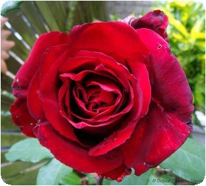 Rose rouge du Kenya
