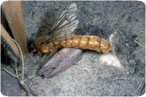 Dorylus séxué - Sausage fly ou fourmi DSK