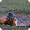 Un python qui mange un impala ! » Tony Crocetta - Python mangeant un impala