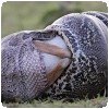Un python qui mange un impala ! » Tony Crocetta - Python mangeant un impala