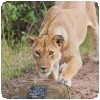 Lioness Pinning BeetleCam