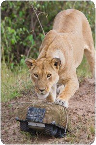Lioness Pinning BeetleCam