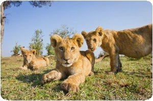BeetleCam Lion Cubs