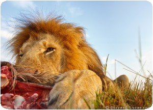 Lion Eating